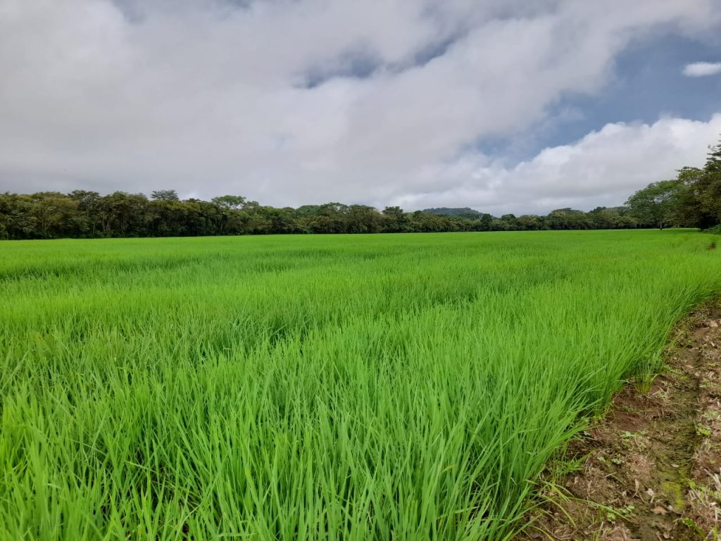 Conagro campo de arroz trabajado investigación y desarrollo