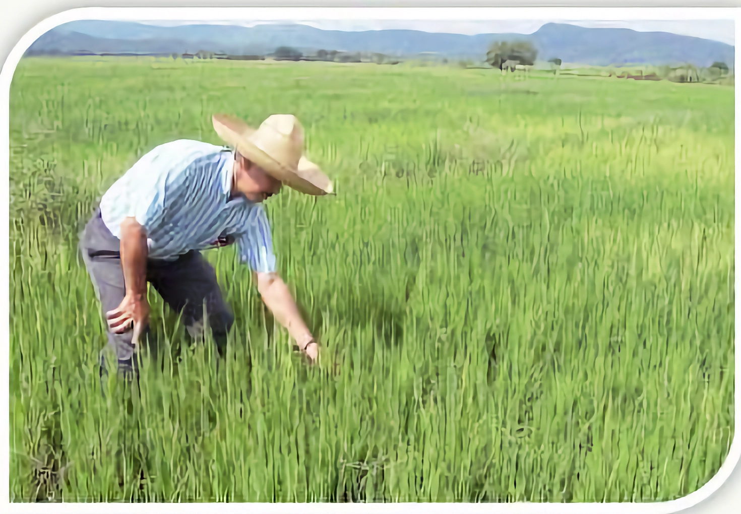 Panama Crece en Arroz programa con Conagro Semillas y Agrosilos
