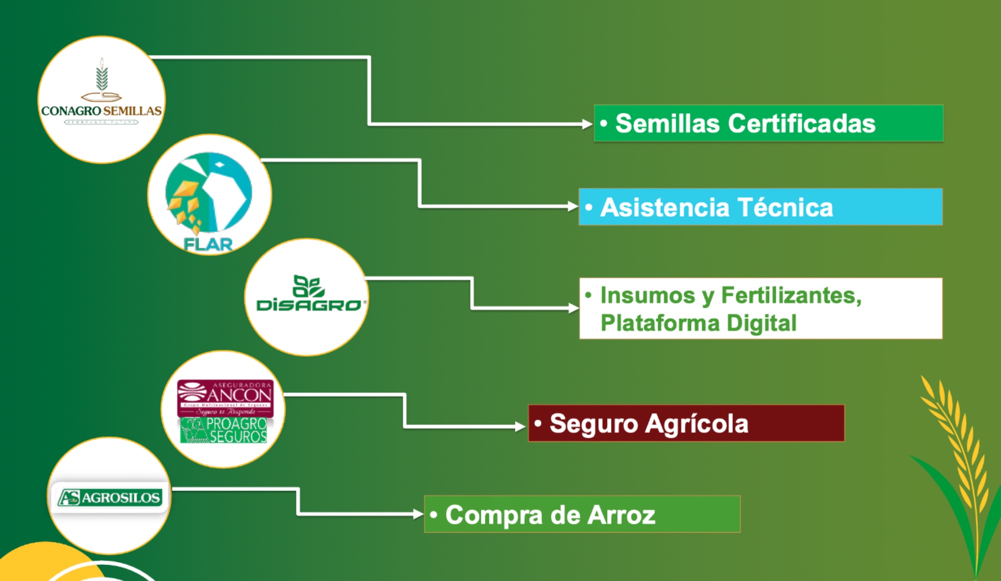 Panama Crece en Arroz programa con Conagro Semillas y Agrosilos